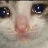 :sad_cat: