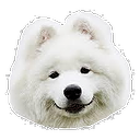 :samoyed: