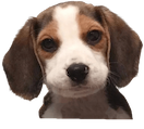 :beagle02: